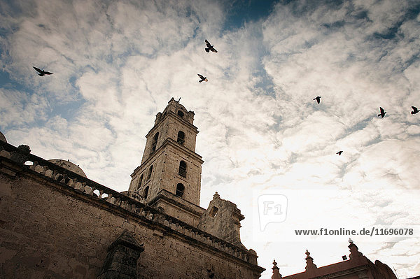 Vögel fliegen über den Turm der Kathedrale