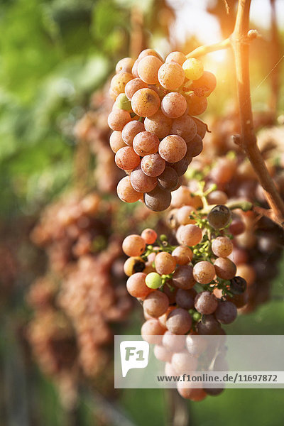 Nahaufnahme von Weintrauben im Weinberg