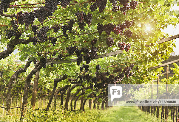 Grapes hanging in vineyard