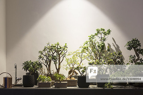 Tropische Pflanzen und Bonsai-Bäume unter Beleuchtung von Licht