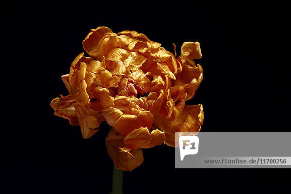 Verwelkte Tulpe vor schwarzem Hintergrund