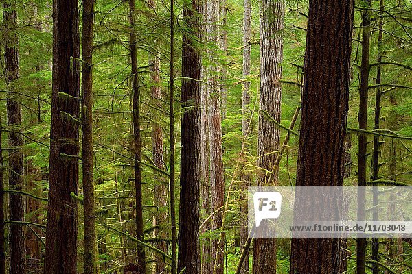 Ancient forest along Harris Ranch Trail  Drift Creek Wilderness  Siuslaw National Forest  Oregon.