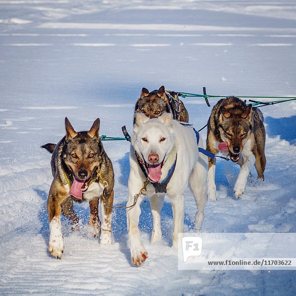 Husky sled dogs  Lapland  Sweden.