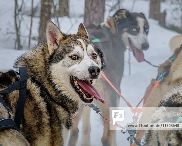 Husky sled dogs  Lapland  Finland.