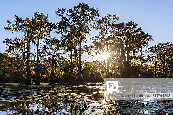 USA  Texas  Louisiana  Caddo Lake State Park  Sägewerksteich  kahler Zypressenwald