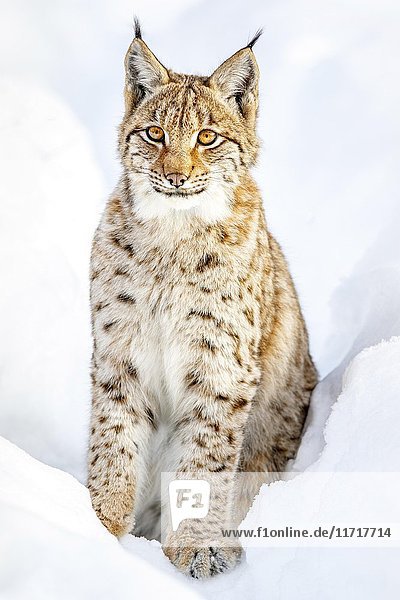 Eurasischer Luchs (Lynx lynx)  sitzend im Schnee  Bayern  Deutschland  Europa
