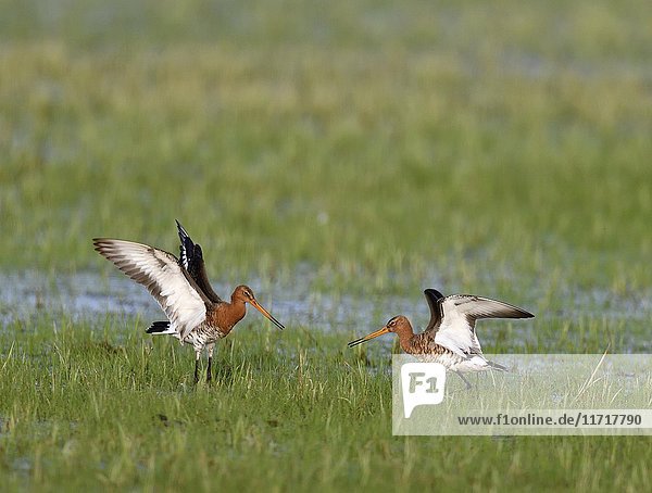 Fighting black-tailed godwits (Limosa limosa) in a meadow  Lake Dümmer See  Mecklenburg-Western Pomerania  Germany  Europe