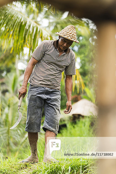 Ein Bauer arbeitet auf Reisterrassen in der Nähe von Ubud; Tegallalang  Insel Bali  Indonesien'.
