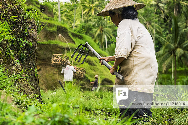 'Farmers working on rice terraces near Ubud; Tegallalang Bali Island Indonesia'