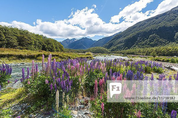 Purple Large-leaved lupines (Lupinus polyphyllus) on a river Eglington River Earl Mountains Fiordland National Park Te Anau Southland Region Southland New Zealand Oceania