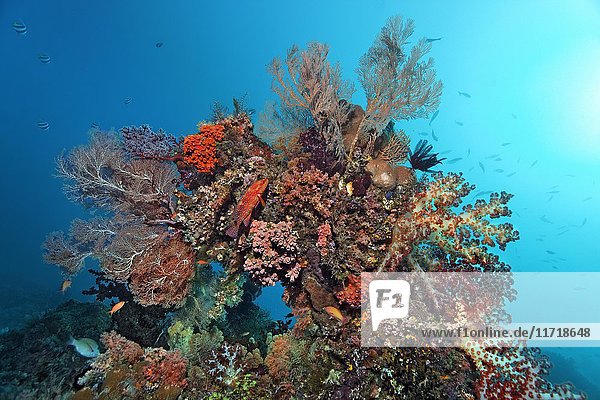 Korallenblock dicht mit verschiedenen Korallen bewachsen  Zinnoberroter Meerbarsch (Cephalopholis miniata)  Raja Ampat  Papua Barat  West Papua  Pazifik  Indonesien  Asien