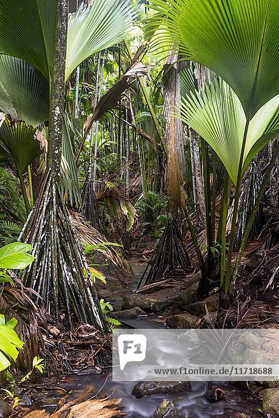Fächerpalmen im Nationalpark Vallée de Mai Praslin Indischer Ozean Seychellen Afrika