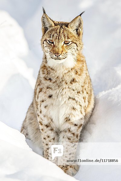 Eurasischer Luchs (Lynx lynx) im Schnee sitzend  Bayern  Deutschland  Europa
