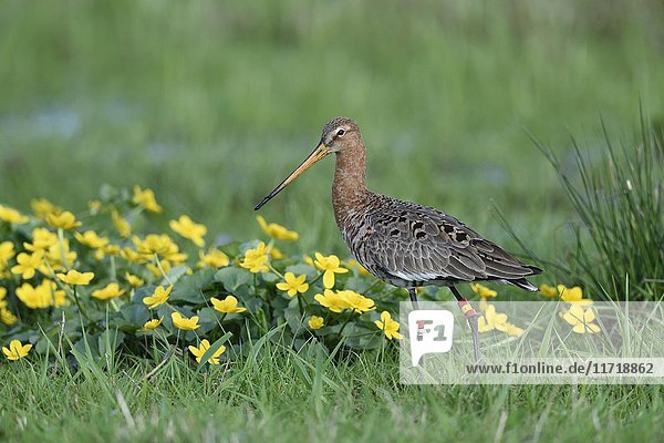 Black-tailed godwit (Limestone limosa) in meadow with marsh marigold (Caltha palustris)  Dümmer-See  Mecklenburg-Western Pomerania  Germany  Europe