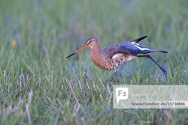 Black-tailed godwit (Limosa limosa) spreading wings in wet meadow  Lake Dümmer See  Mecklenburg-Western Pomerania  Germany  Europe