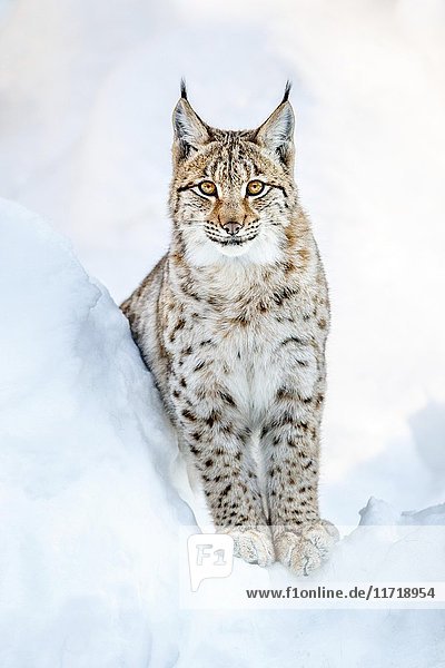Eurasischer Luchs (Lynx lynx)  im Schnee  Bayern  Deutschland  Europa