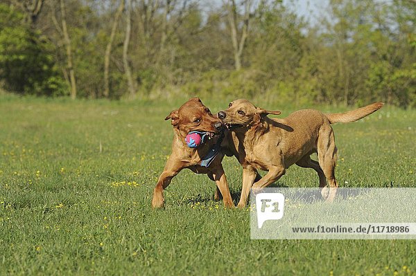 Zwei Labrador Retriever  gelb  mit Hundespielzeug