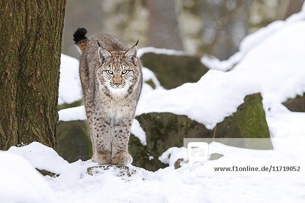 Luchs (Lynx lynx)  Schnee  Winter  Bayern  Deutschland  Europa