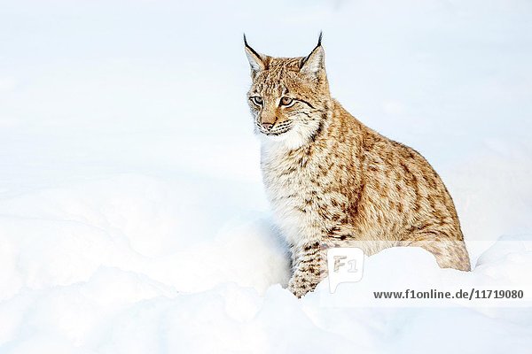 Eurasischer Luchs (Lynx lynx)  sitzend im Schnee  Bayern  Deutschland  Europa