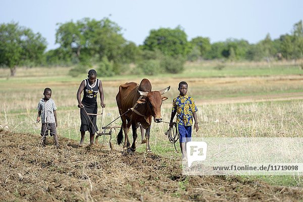 Frau und Kinder pflügen Feld mit Ochse Gomponsom Provinz Passoré Region Nord Burkina Faso Afrika