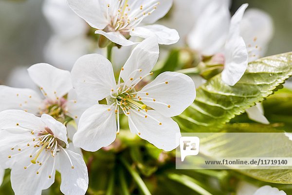 Kirschblüte (Cerasus) Bayern Deutschland Europa