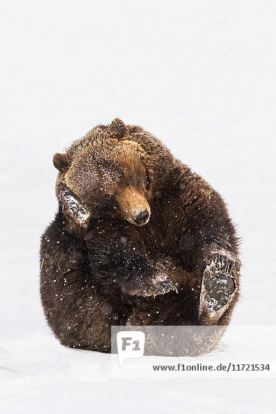 Grizzlybär (ursus arctos horribilis) im Alaska Wildlife Conservation Center; Portage  Alaska  Vereinigte Staaten von Amerika'.