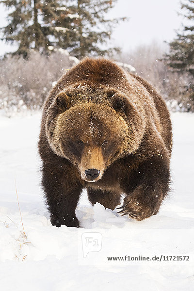 In Gefangenschaft: Grizzlybär beim Spaziergang im Alaska Wildlife Conservation Center im Winter  Südzentrales Alaska  USA