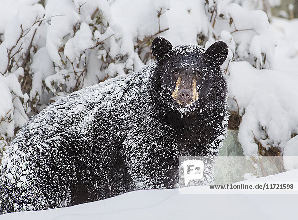 Black bear covered in snow and standing in deep snow  Eagle River  Southcentral Alaska  USA