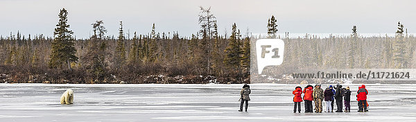 Eine Gruppe von Tierbeobachtern betrachtet einen Eisbären  der auf dem Eis sitzt  Dymond Lake  Manitoba  Kanada