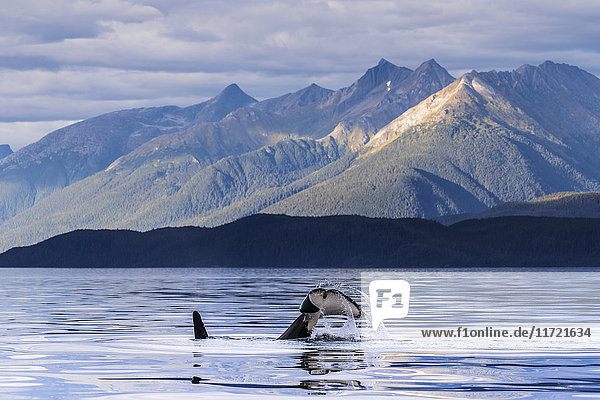 Orca-Wal taucht im Lynn-Kanal bei Juneau auf  Inside Passage  Südost-Alaska  USA
