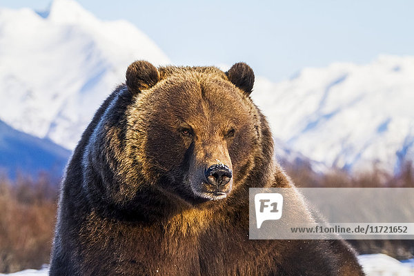 In Gefangenschaft: Porträt eines Grizzlybären im Winter im Alaska Wildlife Conservation Center  Southcentral Alaska  USA