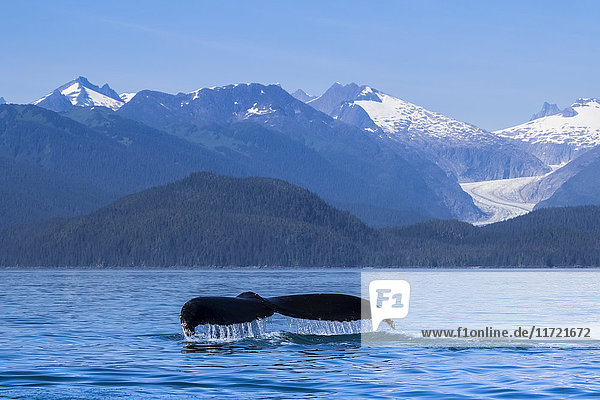 Landschaftliche Ansicht der Coast Range mit einem Buckelwal im Vordergrund  Inside Passage  Südost-Alaska  USA