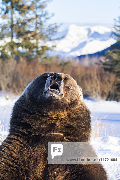 In Gefangenschaft: Nahaufnahme eines aufrecht stehenden Grizzlys im Winter  Alaska Wildlife Conservation Center  Southcentral Alaska  USA