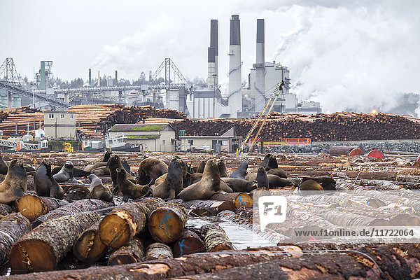 Die jährliche Wanderung der Kalifornischen Seelöwen (Zalophus californianus) bringt Tausende von stellaren Seelöwen zu den Holzlagerplätzen in der Nähe der Hafenmühlen auf Vancouver Island; ein kontrastreiches Foto der Verbindung von Natur und Industrie im Ökosystem; Nanaimo  British Columbia  Kanada'.