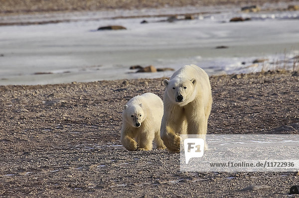 Eisbär (ursus maritimus) und Jungtier gehen Seite an Seite am Ufer; Churchill  Manitoba  Kanada