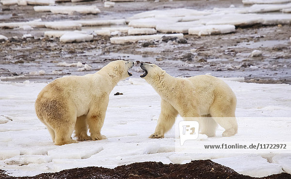 Eisbären (ursus maritimus) beim Sparring; Churchill  Manitoba  Kanada'.