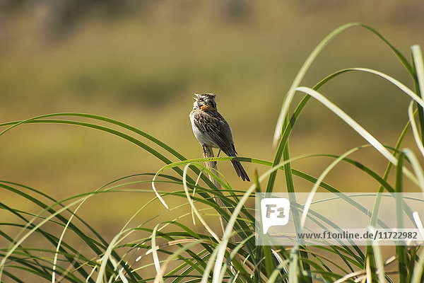 Kleiner singender Vogel auf einem Schilfrohr; Cordoba  Argentinien'.