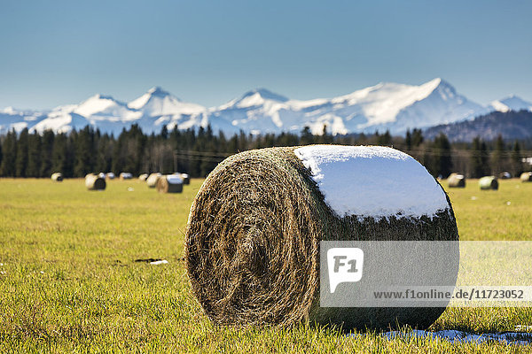 'A hay bale topped with snow in a cut clear field with snow capped mountains and blue sky in the background; Alberta  Canada'