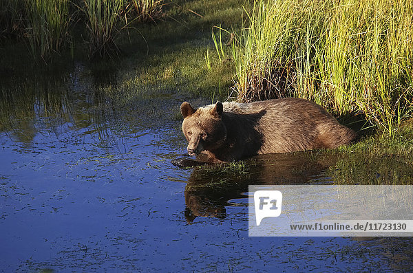 Braunbär (ursus arctos) in einem Teich  Waterton Lakes National Park; Alberta  Kanada'.