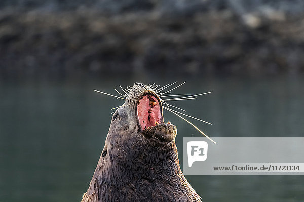 Männlicher Seelöwe (Eumetopias jubatus) gähnt und streckt die Schnurrhaare aus; Kodiak, Alaska, Vereinigte Staaten von Amerika'.