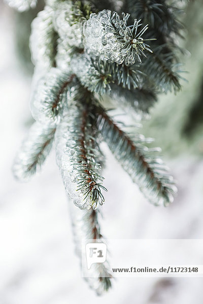 Close up of a pine tree branch with needles covered in ice