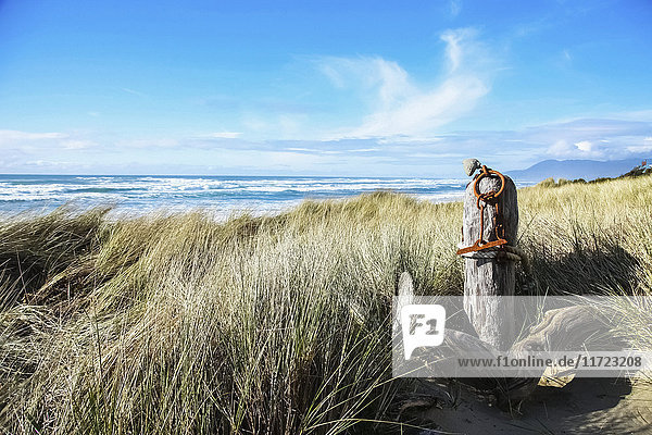 Tall grass blowing on the beach with a view of waves in the blue ocean  the horizon  and mountains in the coastline