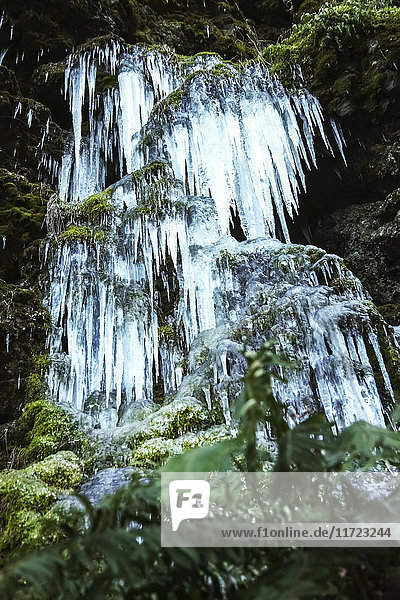 Icicles on a frozen waterfall among green foliage