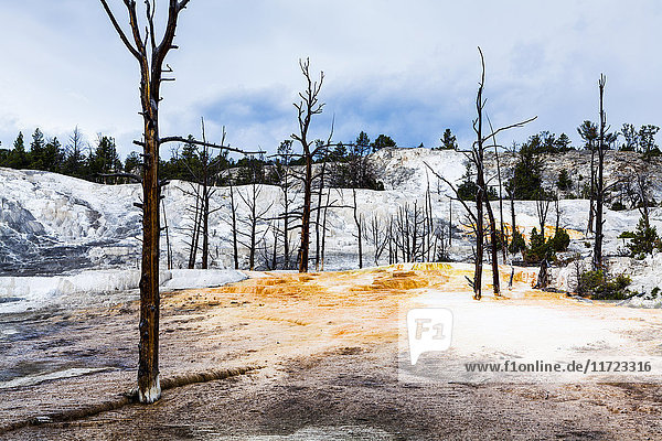 'Angel Terrace  Mammoth Hot Springs Terrace  Yellowstone National Park; Wyoming  United States of America'