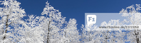 Schneebedeckte Bäume vor blauem Himmel; Shefford  Quebec  Kanada'.