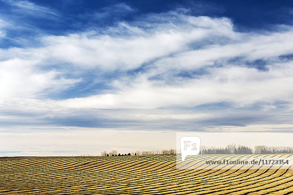 Reihen von gemähtem Raps in einem hügeligen Feld mit Wolken und blauem Himmel; Alberta  Kanada'.