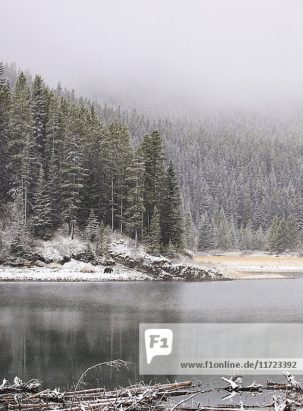 Frost bedeckt den Wald und Nebel über dem See mit einem Grizzlybären (ursus arctos horribilis)  der am Ufer entlang läuft  Kananaskis Country; Alberta  Kanada'.