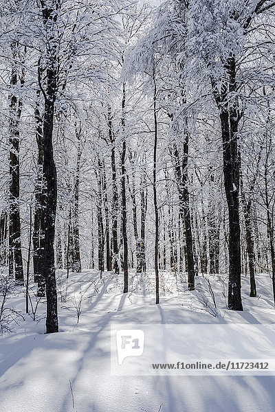 Ein Wald mit Bäumen  die mit Eis und Schnee bedeckt sind; Shefford  Quebec  Kanada'.