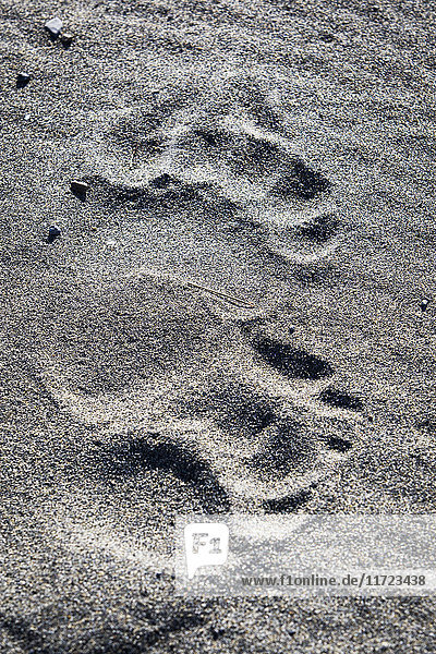 Paw Prints In The Sand On Cape Douglas  Katmai Naional Park  Alaska Peninsula; Southwest Alaska  United States Of America'.