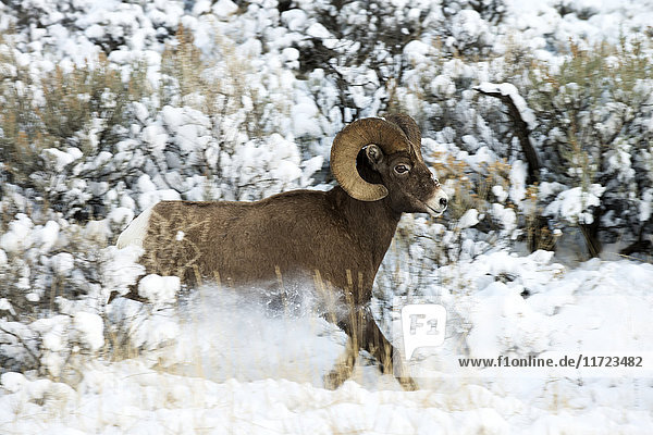 Dickhornbock (ovis canadensis)  der Schnee aufwirbelt  während er durch die verschneite Landschaft läuft  Shoshone National Forest; Wyoming  Vereinigte Staaten von Amerika'.